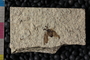 PE 81670 Plecia peali, Eocene, United States of America, Wyoming, Lincoln, Fossil Butte Member of the Green River Formation