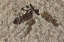 PE 81672b closeup Plecia peali, Eocene, United States of America, Wyoming, Lincoln, Fossil Butte Member of the Green River Formation