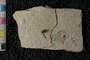 PE 81675 Fulgoridae, Eocene, United States of America, Wyoming, Lincoln, Fossil Butte Member of the Green River Formation