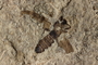 PE 81676a closeup Achilidae, Eocene, United States of America, Wyoming, Lincoln, Fossil Butte Member of the Green River Formation