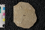 PE 81678 Cixiidae, Eocene, United States of America, Wyoming, Lincoln, Fossil Butte Member of the Green River Formation