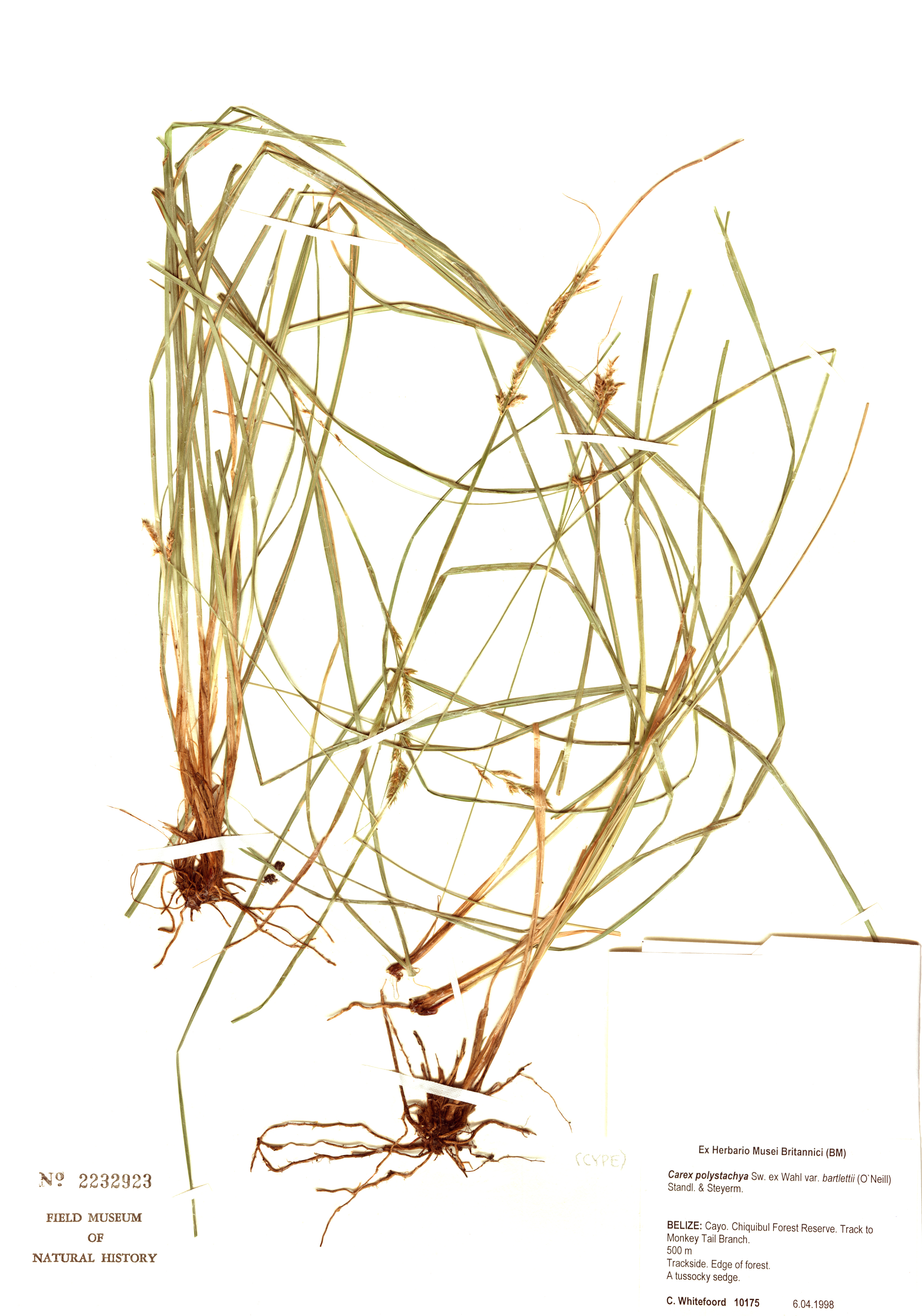 Carex polystachya var. bartlettii image