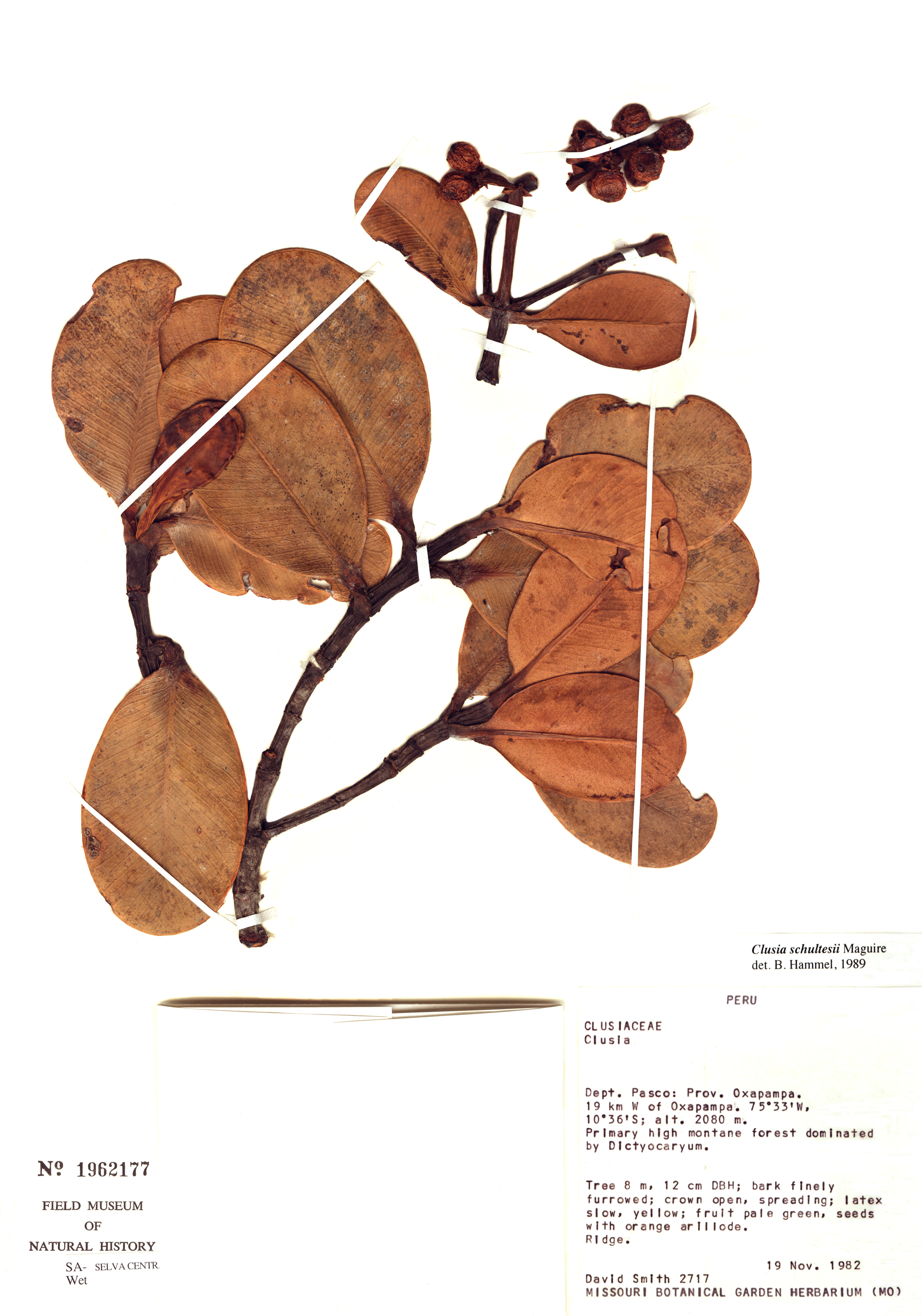 Exotenherz - Pomme baumière - Clusia major - environ 25-35 cm