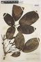 Tabebuia fluviatilis (Aubl.) DC., FRENCH GUIANA, G. Wachenheim 56, F