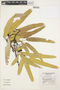 Tabebuia aurea (Silva Manso) Benth. & Hook. f. ex S. Moore, BRAZIL, M. de F. Agra 2360, F