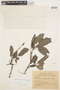 Tabebuia aurea (Silva Manso) Benth. & Hook. f. ex S. Moore, PARAGUAY, P. Jörgensen 4592, F