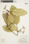 Tabebuia aurea (Silva Manso) Benth. & Hook. f. ex S. Moore, BRAZIL, J. H. Kirkbride, Jr. 5523, F