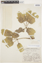 Tabebuia aurea (Silva Manso) Benth. & Hook. f. ex S. Moore, BOLIVIA, J. Steinbach 6351, F