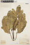 Tabebuia aurea (Silva Manso) Benth. & Hook. f. ex S. Moore, BRAZIL, H. A. Weddell 25801, F