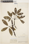 Tabebuia insignis (Miq.) Sandwith, BRAZIL, J. A. Steyermark 59181a, F