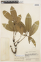 Tabebuia insignis (Miq.) Sandwith, BRAZIL, J. A. Steyermark 60329, F