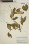Myroxylon balsamum (L.) Harms, BRAZIL, B. A. Krukoff 5484, F