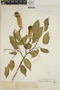 Myroxylon balsamum (L.) Harms, PERU, J. A. Burgos 19, F