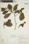 Sloanea terniflora (Sessé & Moc. ex DC.) Standl., VENEZUELA, G. Davidse 13.156, F