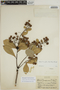 Sloanea terniflora (Sessé & Moc. ex DC.) Standl., PERU, Y. Mexía 6510, F