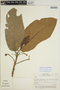 Sloanea synandra Spruce ex Benth., PERU, A. Aróstegui V. 136, F