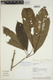 Sloanea terniflora (Sessé & Moc. ex DC.) Standl., BOLIVIA, A. H. Gentry 73780, F
