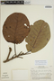 Sloanea synandra Spruce ex Benth., PERU, A. Aróstegui V. 144, F