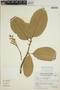 Sloanea synandra Spruce ex Benth., VENEZUELA, J. A. Steyermark 129181, F