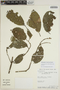 Sloanea guianensis (Aubl.) Benth. subsp. guianensis, Peru, W. Pariona 932, F