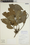 Sloanea guianensis (Aubl.) Benth. subsp. guianensis, Peru, R. B. Foster 11305, F