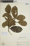 Sloanea guianensis (Aubl.) Benth. subsp. guianensis, VENEZUELA, L. B. Marcano 481, F