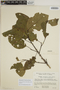 Sloanea guianensis (Aubl.) Benth. subsp. guianensis, VENEZUELA, J. A. Steyermark 91184, F