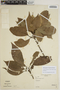 Sloanea guianensis (Aubl.) Benth. subsp. guianensis, VENEZUELA, L. C. M. Croizat 1050, F