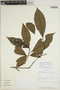 Sloanea guianensis (Aubl.) Benth. subsp. guianensis, BOLIVIA, A. H. Gentry 70533, F