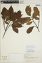 Sloanea guianensis (Aubl.) Benth. subsp. guianensis, FRENCH GUIANA, J.-J. de Granville 9036, F