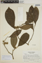 Sloanea guianensis (Aubl.) Benth. subsp. guianensis, VENEZUELA, J. A. Steyermark 89505, F