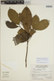 Sloanea guianensis (Aubl.) Benth. subsp. guianensis, VENEZUELA, J. A. Steyermark 129377, F