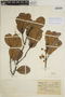 Sloanea guianensis (Aubl.) Benth. subsp. guianensis, BRAZIL, A. Ducke 1834, F