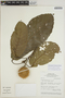 Sloanea grandiflora Sm., Brazil, H. T. Beck 422, F
