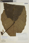 Sloanea grandiflora Sm., VENEZUELA, F. J. Breteler 503, F