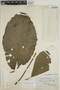 Sloanea grandiflora Sm., BRITISH GUIANA [Guyana], C. E. Smith, Jr., F