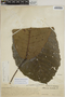 Sloanea grandiflora Sm., VENEZUELA, L. O. Williams 11834, F