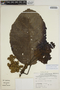 Sloanea grandiflora Sm., SURINAME, J. P. Schulz 7986, F