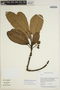 Sloanea eichleri K. Schum., Guyana, B. Hoffman 3556, F