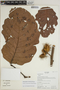 Sloanea castanocarpa Triana & Planch., Ecuador, K. Romoleroux 1921, F