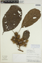 Sloanea usurpatrix Sprague & L. Riley, PERU, C. Díaz 7580, F