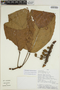 Sloanea usurpatrix Sprague & L. Riley, PERU, Rod. Vásquez 19897, F