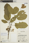 Sloanea guianensis (Aubl.) Benth. subsp. guianensis, BRAZIL, P. E. Gibbs 5651, F