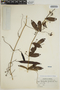 Dolichandra uncata (Andrews) L. G. Lohmann, Brazil, B. E. Dahlgren 795, F
