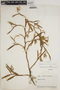 Epidendrum ramosum Jacq., VENEZUELA, J. A. Steyermark 61046, F
