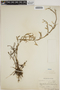 Epidendrum ramosum Jacq., PERU, E. P. Killip 25607, F