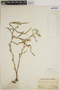 Epidendrum ramosum Jacq., PERU, C. Schunke 1292, F