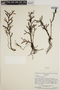 Epidendrum ramosum Jacq., VENEZUELA, J. A. Steyermark 75874, F