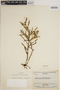 Epidendrum ramosum Jacq., VENEZUELA, J. A. Steyermark 75177, F