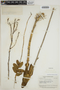 Epidendrum ibaguense Kunth, BRITISH GUIANA [Guyana], A. C. Smith 3638, F